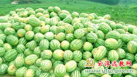 白石西瓜