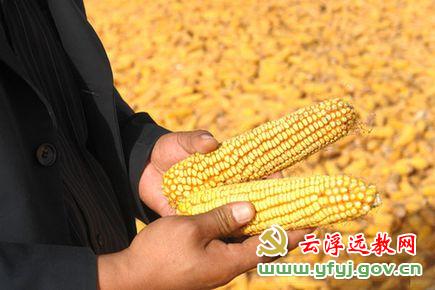 玉米进入一元时代 会否推高CPI？